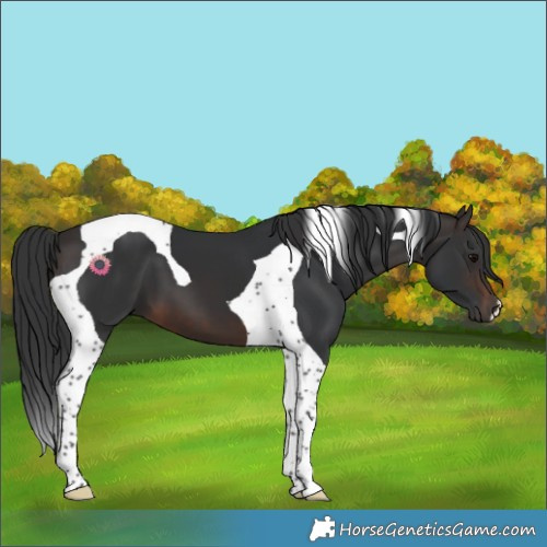 Horse Color:Brown Tobiano