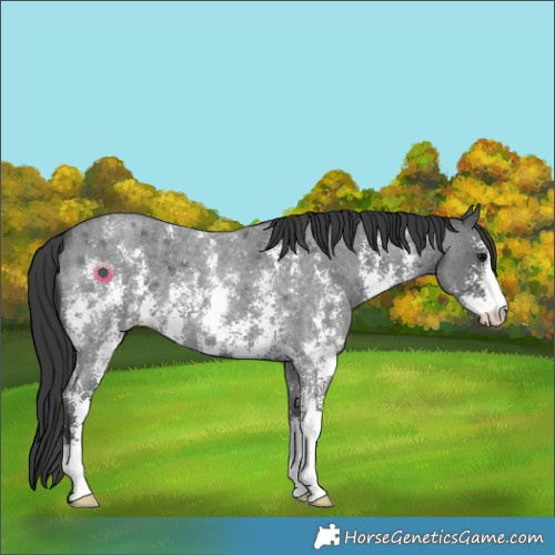 Horse Color:Blue Roan Sabino 