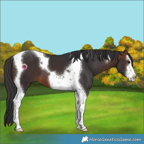 Horse Color:White Spotted Brown Tobiano 