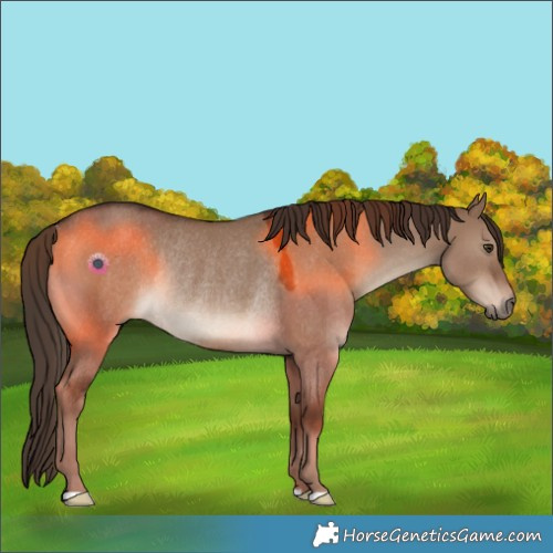 Horse Color:Liver Red Dun Rabicano