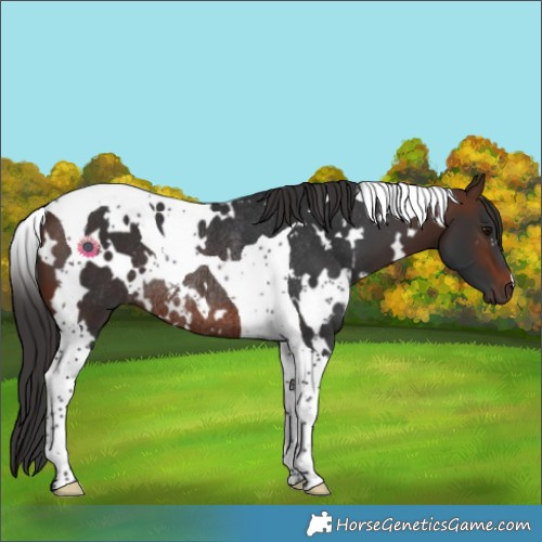 Horse Color:White Spotted Brown Tobiano Rabicano 