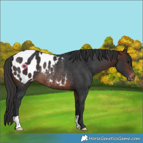 Horse Color:Brown Blanket Rabicano