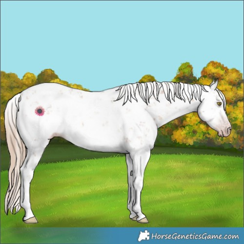 Horse Color:Gray Gold Champagne Sabino Rabicano 