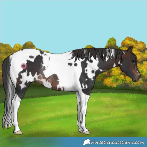 Horse Color:White Spotted Brown Tobiano Rabicano 
