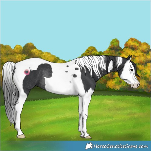 Horse Color:Black Splash Tobiano Rabicano 