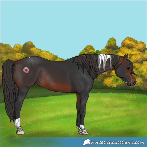 Horse Color:Brown Tobiano Rabicano