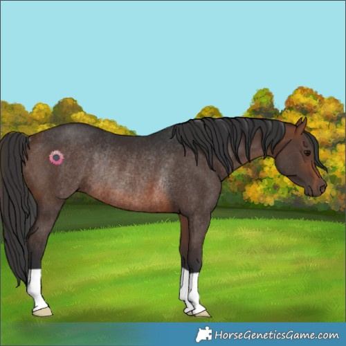 Horse Color:Brown Rabicano 