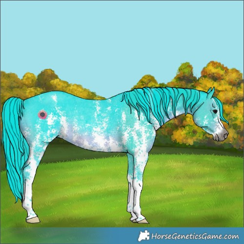 Horse Color:Gray Watercolor Black Sabino Rabicano 