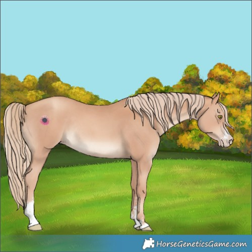 Horse Color:Gold Champagne Sabino Rabicano 