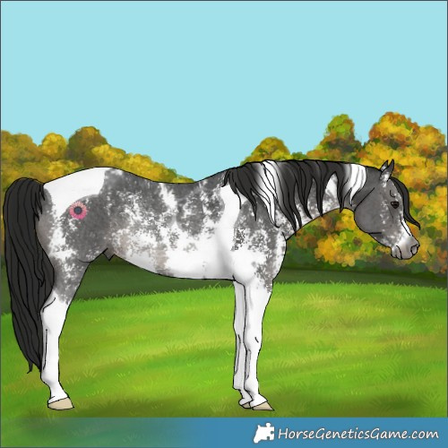 Horse Color:Gray Black Sabino Tobiano Rabicano 