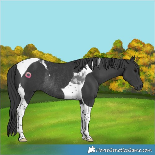Horse Color:Black Tobiano Rabicano
