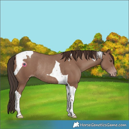 Horse Color:Classic Champagne Tobiano Rabicano 