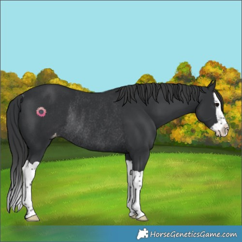 Horse Color:Black Splash Varnish Rabicano