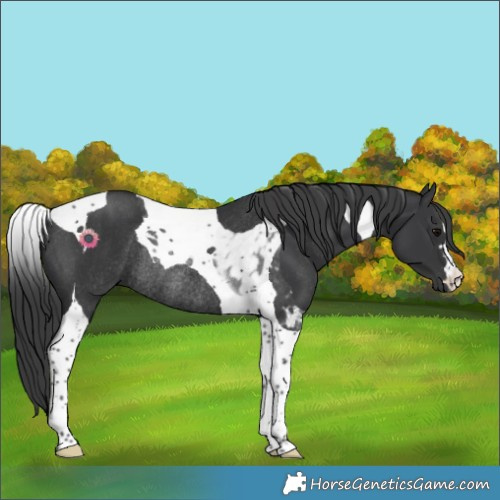 Horse Color:Black Tobiano Rabicano 