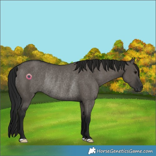 Horse Color:Gray Grullo Rabicano