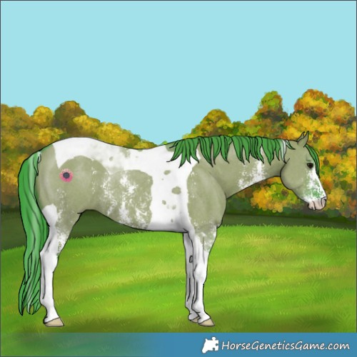Horse Color:Watercolor Grullo Sabino Tobiano Rabicano