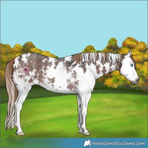 Horse Color:Gray White Spotted Liver Chestnut Sabino Splash 