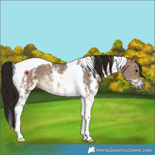 Horse Color:Gray Bay Dun Sabino Tobiano Rabicano 