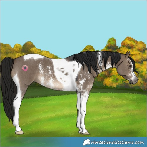 Horse Color:Gray Brown Dun Sabino Tobiano