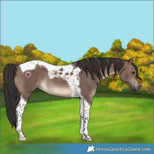 Horse Color:Brown Dun Tobiano Rabicano 
