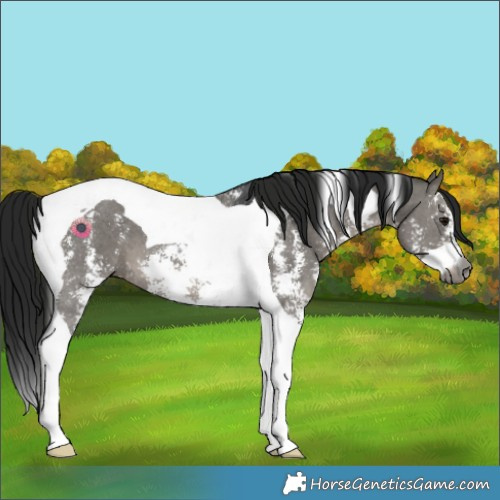 Horse Color:Gray Grullo Sabino Tobiano