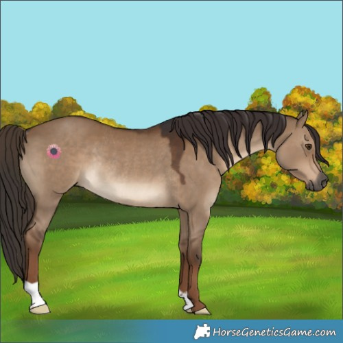 Horse Color:Gray Liver Red Dun Rabicano