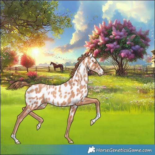 Horse Color:Gold Champagne Near Leopard 