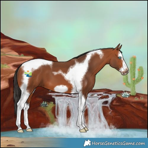 Horse Color:Bay Splash Tobiano Frame 