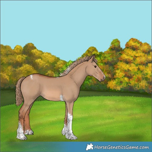 Horse Color:Red Dun Tobiano