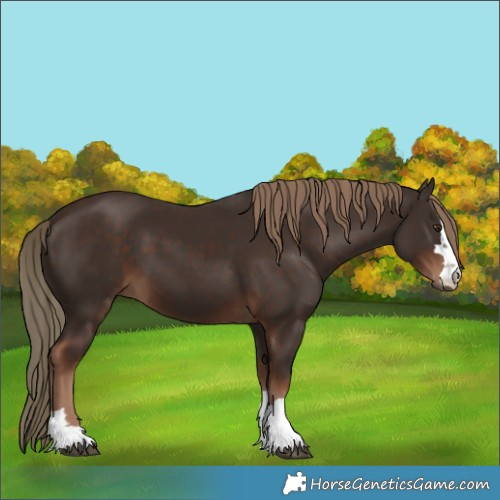 Horse Color:Liver Chestnut 
