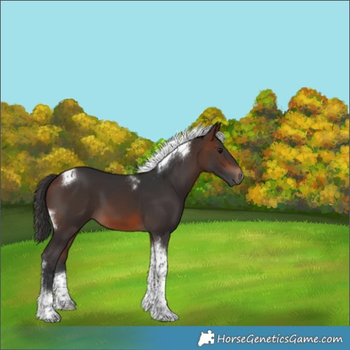 Horse Color:Brown Tobiano 