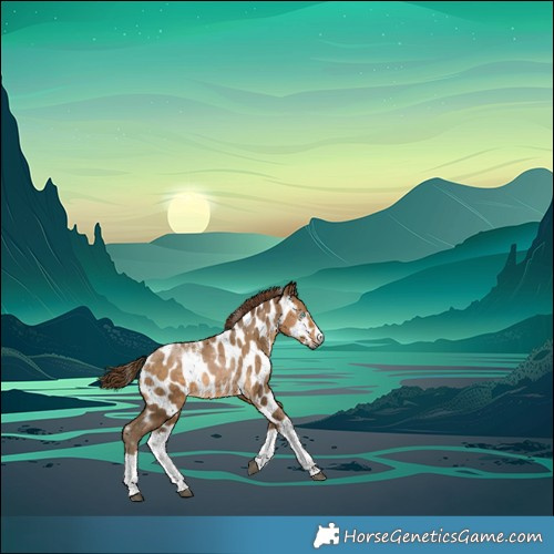 Horse Color:Powder White Gray Buckskin Splash Appaloosa