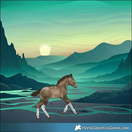 Horse Color:Powder White Gray Buckskin Splash 