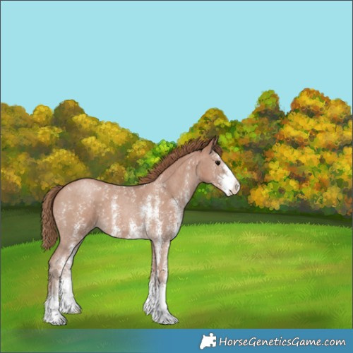 Horse Color:Black Pearl Sabino