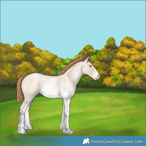 Horse Color:Buckskin Roan Pearl Sabino