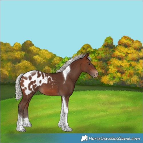 Horse Color:Silver Brown Tobiano Blanket 