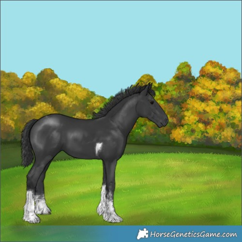 Horse Color:Black Sabino Tobiano