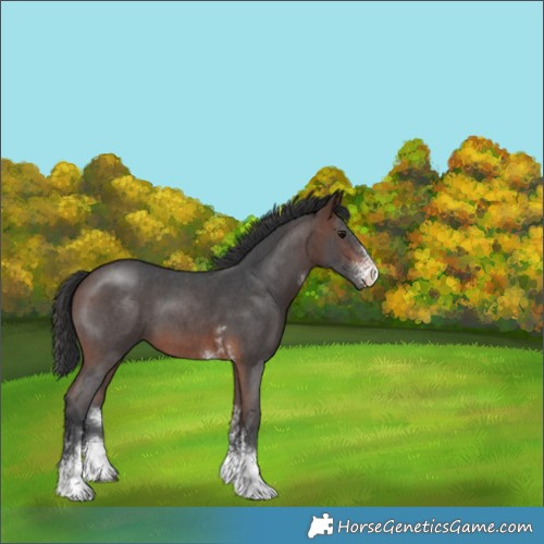 Horse Color:Brown Sabino Tobiano 