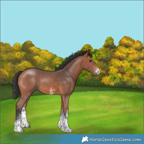 Horse Color:Bay Sabino
