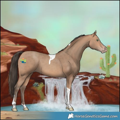 Horse Color:Amber Champagne Tobiano
