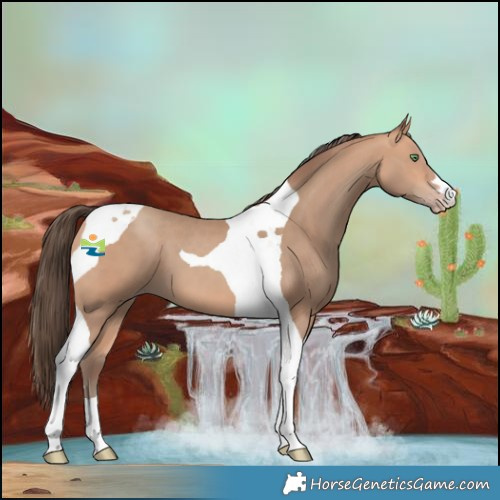 Horse Color:Amber Champagne Tobiano 