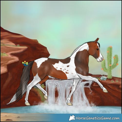 Horse Color:Bay Splash Tobiano 