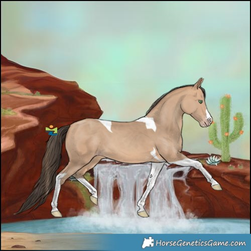 Horse Color:Amber Champagne Splash Tobiano