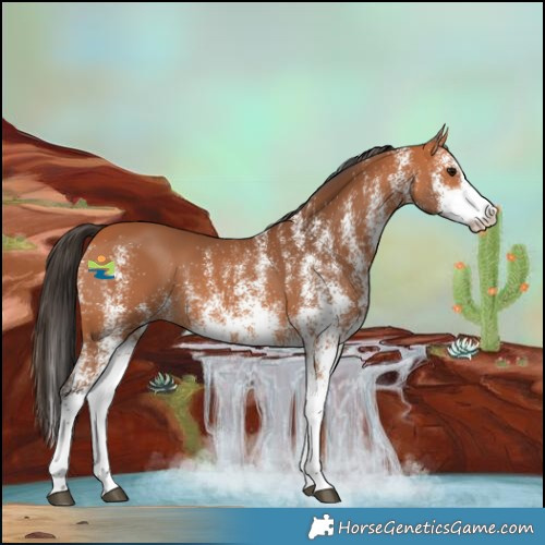 Horse Color:White Spotted Bay Splash