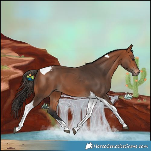Horse Color:Bay Tobiano