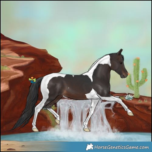 Horse Color:Brown Tobiano