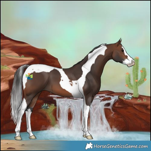 Horse Color:Brown Splash Tobiano