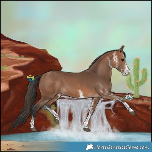 Horse Color:White Spotted Bay Tobiano 