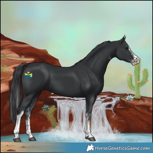 Horse Color:White Spotted Black Splash Tobiano Rabicano 