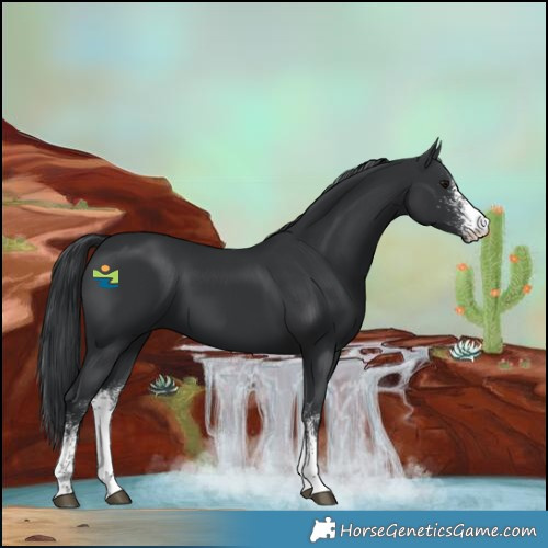 Horse Color:White Spotted Black 